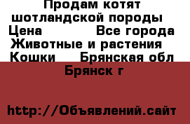 Продам котят шотландской породы › Цена ­ 2 000 - Все города Животные и растения » Кошки   . Брянская обл.,Брянск г.